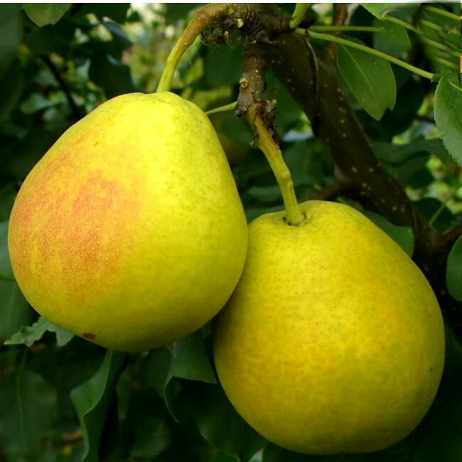 золотой шар