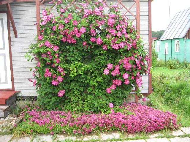 Клематис техасский Виль де Лион3