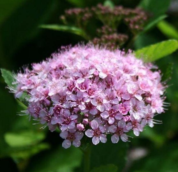 Спирея берёзолистная Пинк Спаклер1