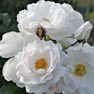 Роза плетистая Хелла 1