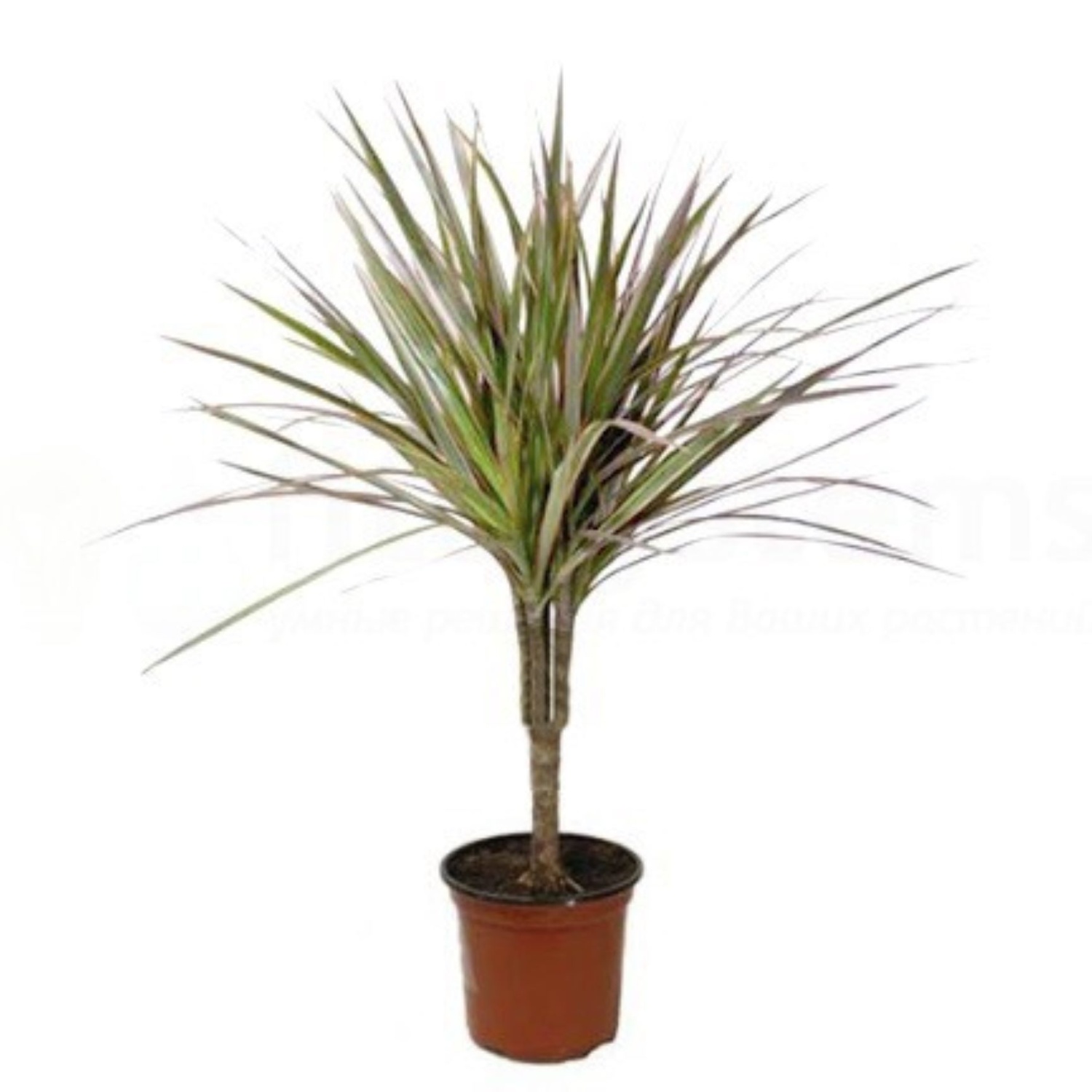 7085.970000000000000000000000000000000000000000