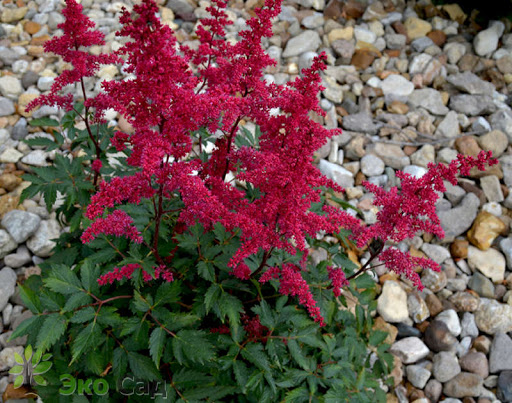 Астильба Арендса Гранат_1