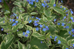 brunnera-variegated