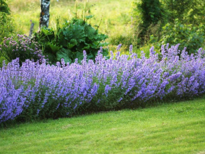 Котовник Фассена Сеньор(голуб.)
