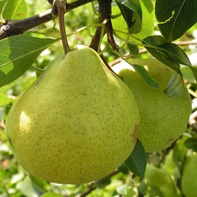 Grusha-Avgustovskaya-rosa