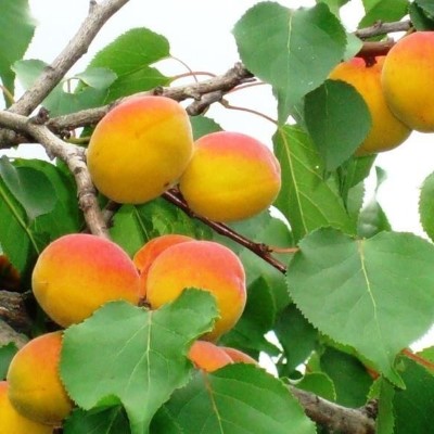 Абрикос Снеженский (средн.ср.созр.)