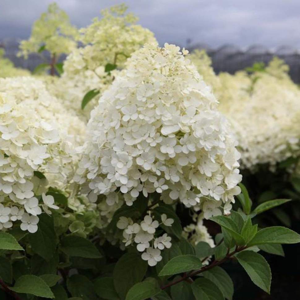 Гортензия Бобо_2