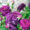 Purple Eden