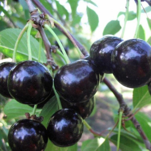 вишня черная крупная