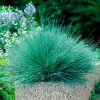 bulavonosec-sedovatyy-spayki-blu-semena