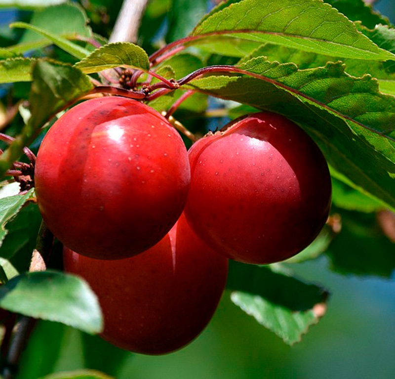 Слива_Тихоокеанская