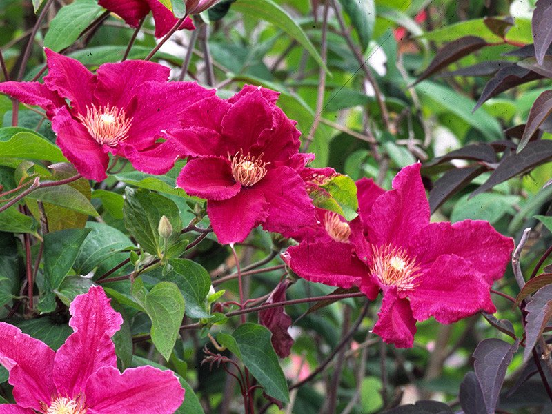 клем ред стар