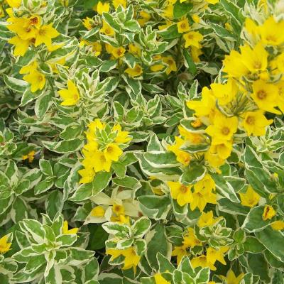 Вербейник точечный Варьегата_1