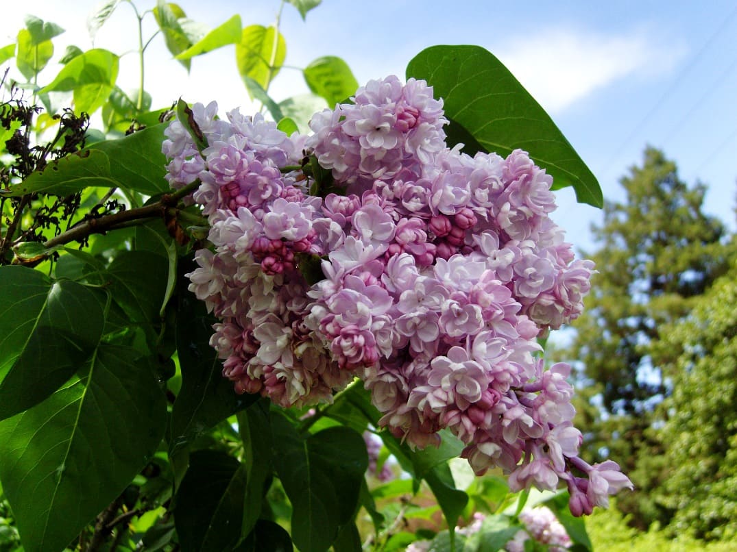 НоменклатураПрисоединенныеФайлы
