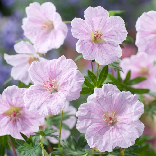 Geranium-sanguineum-“Vision-Pink”