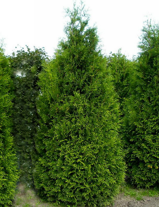 Thuja occidentalis `King of Brabant` 2
