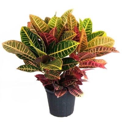 Кодиеум Микс (Кротон) 