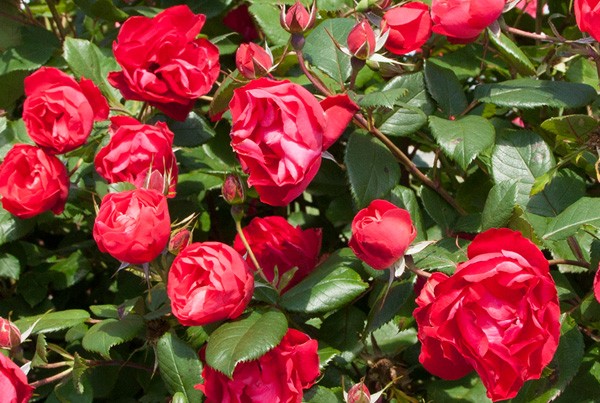 22_черри боника