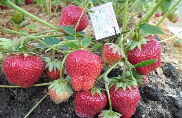 Клубника Дарселект_3