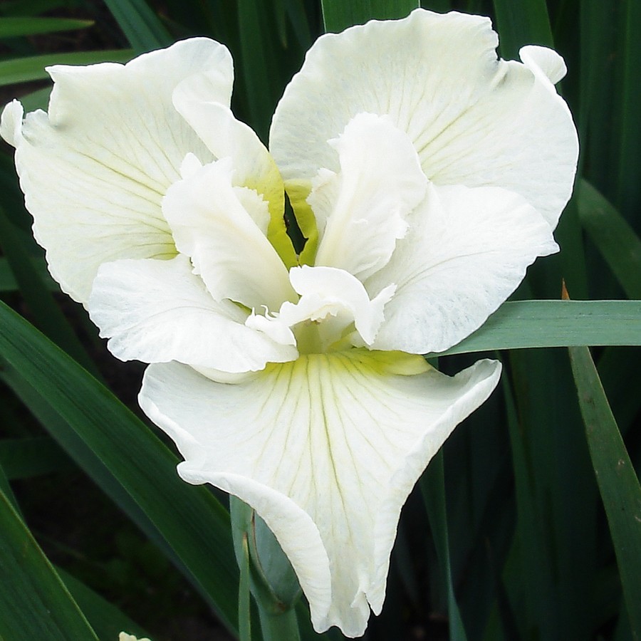 Ирис сибирский Харпсвелл Хэпинес