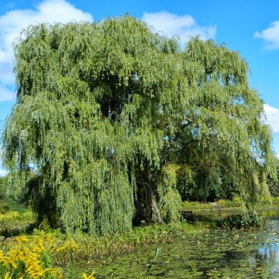 opisanie-svojstva-i-vyrashchivanie-ivy-beloj