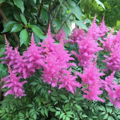 Астильба китайская Суперба (сирен.розов.)