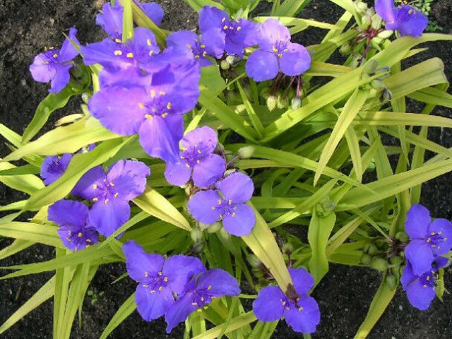 510900835_w700_h500_tradeskantsiya-andersona-lord