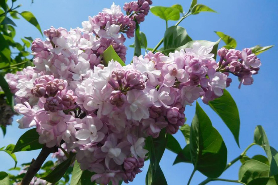 НоменклатураПрисоединенныеФайлы