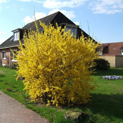 форзиция спект