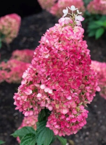 stroberri-blossom