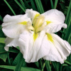 iris_yaponskij_gold_baund