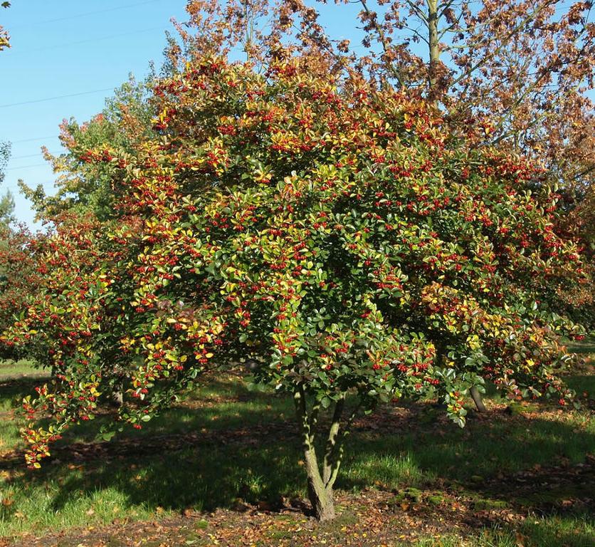 боярышник сливолистный