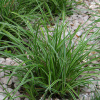 Carex-morrowii-Ice-Dance-8120-2