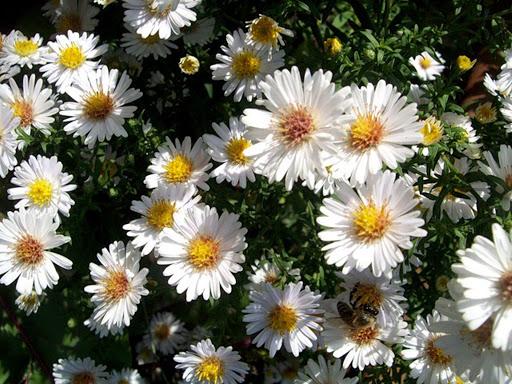 Астра кустарниковая Кристина_1