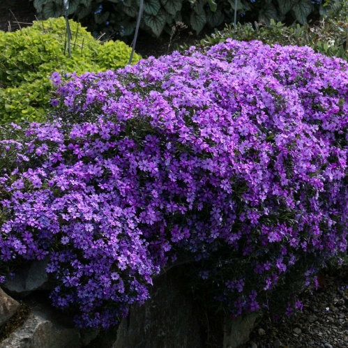 Флокс шиловидный Пурпл Бьюти3