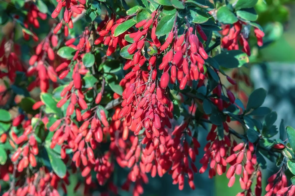 Барбарис плодовый_3