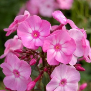 data-phloks-zarub.sel-litle-princess