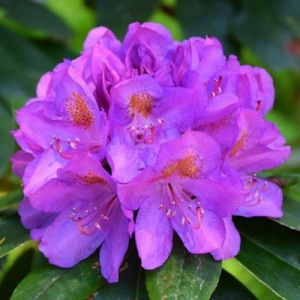 rododendron-katevbinskiy-grandiflorum