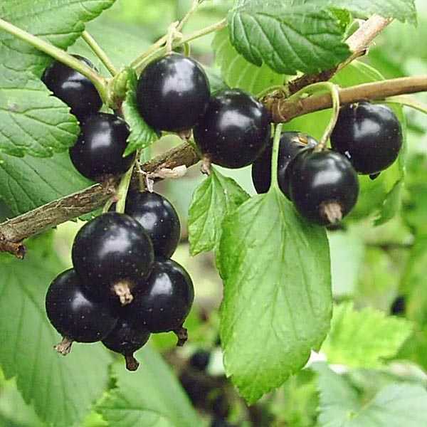 СМОРОДИНА-ЧЕРНАЯ-ЧЕРНЫЙ-АИСТ