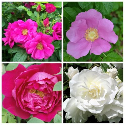 Роза морщинистая ругоза