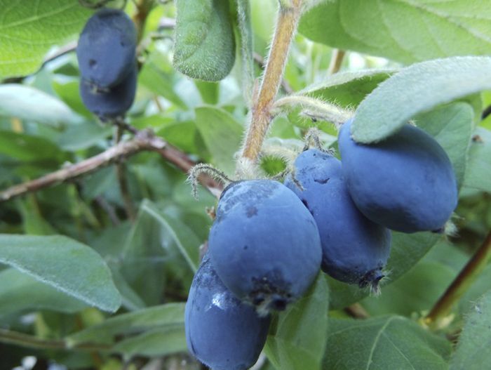 a707cc56dfae93b7b4a9f478cb9ff255