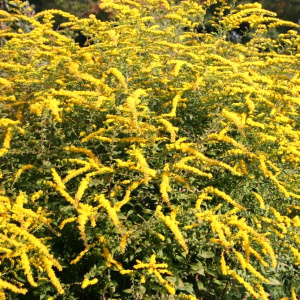 solidago_Fireworks