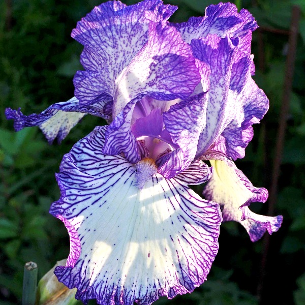 Ирис германский (бородатый) Отумн Сиркус_1