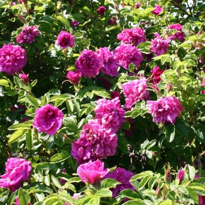 ругоза ханса