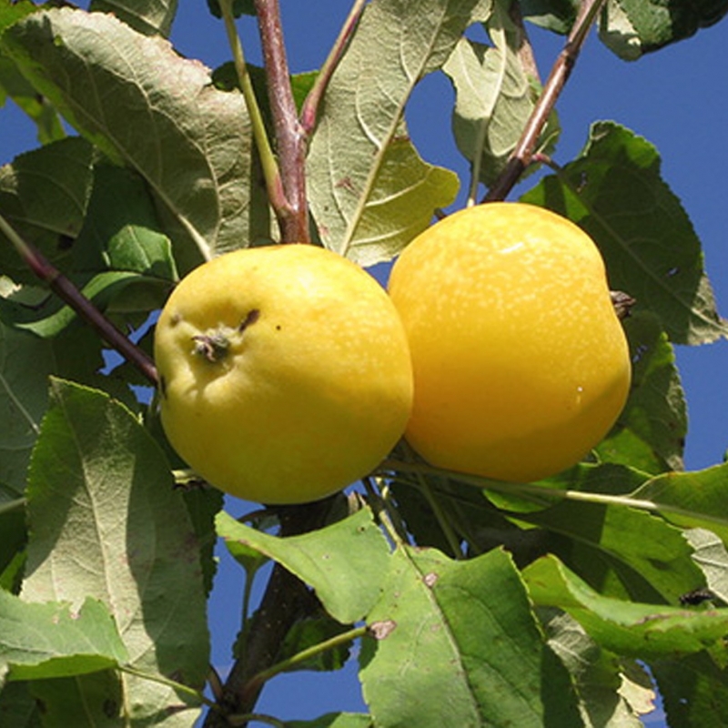 золотая китайка