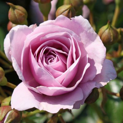 Роза флорибунда Наутика