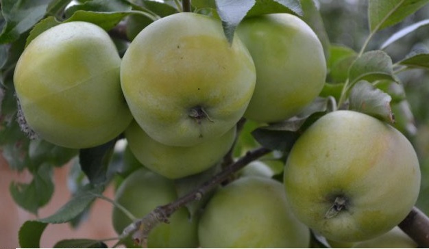 Башкирский изумруд_2016_6