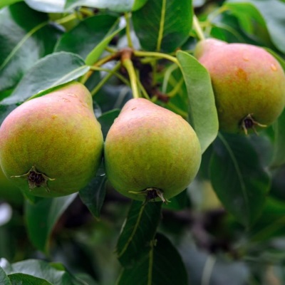 Груша Любимица Яковлева (осен.с.)