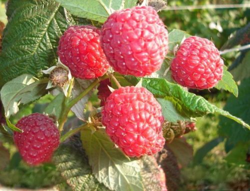 Малина Новость Кузьмина (красн.)_2