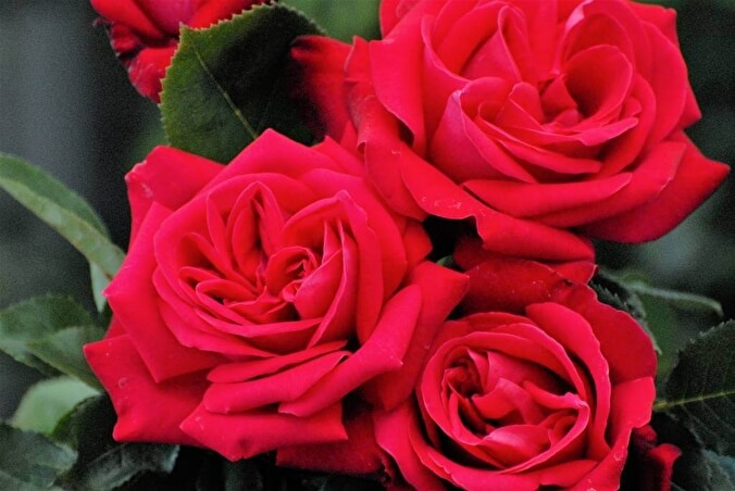 роза дам де коур2